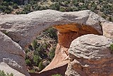 USA cedar tree arch (back).jpg